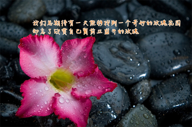感恩的心作文500字